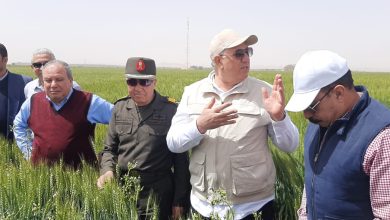 صورة وزير الزراعة: مساحات القمح بلغت 3,6 مليون فدان.. والإنتاج المتوقع 10مليون طن