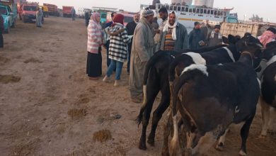 صورة الزراعة: صندوق التأمين على الماشية ينظم ندوات إرشادية للحفاظ على الثروة الحيوانية