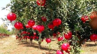 صورة “الزراعة” تصدر نشرة بالتوصيات الفنية لمزارعي محصول الرمان خلال شهر مارس