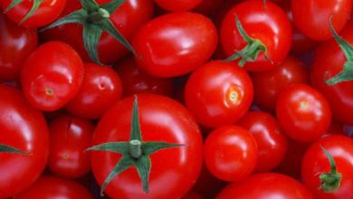 صورة “الزراعة” تكشف عن اسباب ارتفاع أسعار الطماطم في الاسواق
