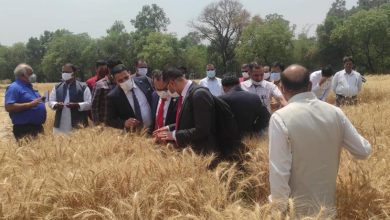 صورة وزير الزراعة يعلن اعتماد الهند كمنشأ جديد لاستيراد القمح