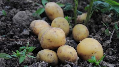 صورة “الزراعة” : مساحات البطاطس تجاوزت نصف مليون فدان 