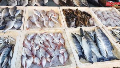 صورة ارتفاع أسعار الأسماك اليوم في الاسواق