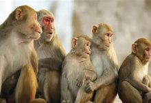 صورة البيطريين: التطعيم ضد الجدرى يقي من “فيروس القرود” بنسبة 85%