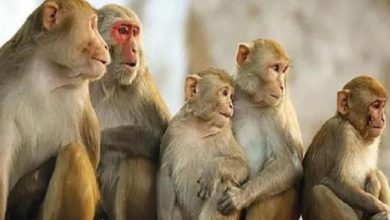 صورة البيطريين: التطعيم ضد الجدرى يقي من “فيروس القرود” بنسبة 85%