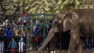 صورة حدائق الحيوان : 80الف زائر لحديقة الجيزة في ثاني أيام العيد
