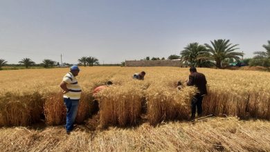 صورة وزير التموين :   الصوامع والمواقع التخزينية للاقماح ‏المحلية تعمل  لحين انتهاء استلام المحصول