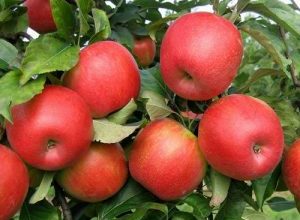 صورة نشرة بالتوصيات الفنية لمزارعي محصول التفاح خلال شهر مايو