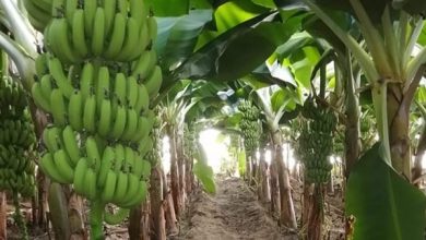 صورة نشرة بالتوصيات الفنية لمزارعي محصول الموز خلال شهر يونيه