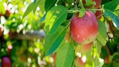 صورة نشرة بالتوصيات الفنية لمزارعي محصول التفاح خلال شهر يونيو