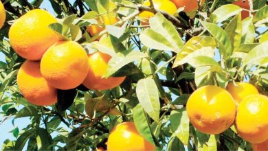 صورة “الزراعة” : إنتاج أصناف من البرتقال الصيفي قادر  على المنافسة في الاسواق العالمية