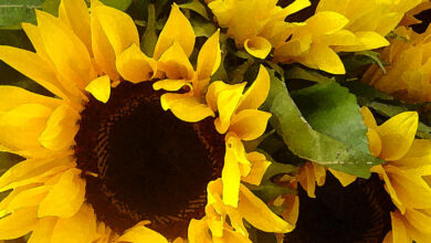 صورة الزراعة تصدر نشرة بالتوصيات الفنية لمزارعي محصول زهرة الشمس خلال شهر اغسطس