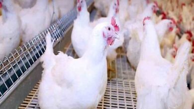 صورة الزراعة :إجراءات مشددة لمنع دخول أنفلونزا الطيور الصينية مصر