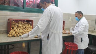 صورة الزراعة”: تجديد الاعتماد الدولي لمعامل مشروع  العفن البني في البطاطس وفحص 900 ألف
