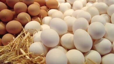 صورة المواد الغذائية: حلقات التداول السبب في عدم انخفاض أسعار البيض