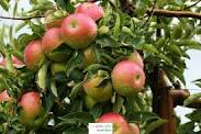 صورة  نشرة بالتوصيات الفنية لمزارعي التفاح خلال شهر اغسطس