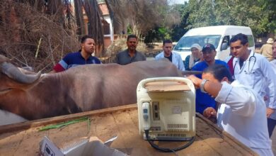 صورة الزراعة : فحص  2900 رأس ماشية مجانا لصغار المربين في قرى حياة كريمة بدمياط