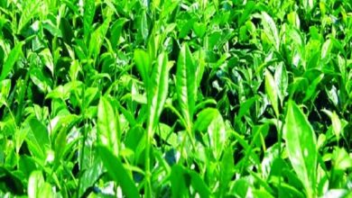 صورة هل تنجح مصر في زراعة الشاي.. مركزالبحوث الزراعية يجيب