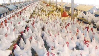 صورة “الزراعة “تعلن عن حجم استثمارات وانتاج مصر من الدواجن