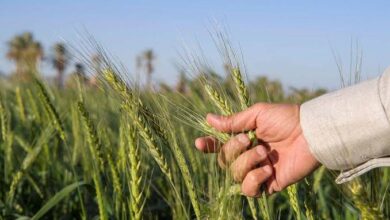 صورة “الزراعة ” تكشف  اجراءات لحماية محصول القمح من الصدأ الاصفر
