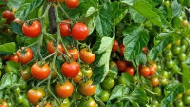 صورة الزراعة تستعد لزراعة عروة الطماطم الجديدة