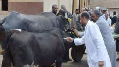 صورة “الزراعة “تكشف عن خطتها لزيادة انتاج مصر من اللحوم والالبان