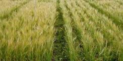 صورة “الزراعة” تجهيز التربة لزراعة محصول القمح