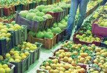 صورة “الزراعة ” تكشف حقيقة رفض عدد من شحنات الخضر والفاكهة