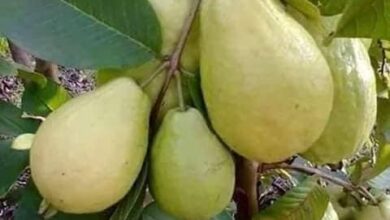 صورة نشرة بالتوصيات الفنية لمزارعي محصول الجوافة خلال شهر نوفمبر