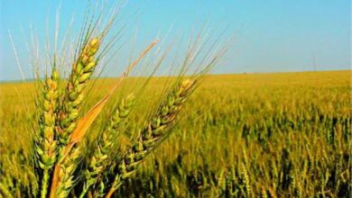 صورة استعدت لزراعة 4 ملايين فدان..”الزراعة ” تكشف عن خطة تحقيق الاكتفاء الذاتي من محصول القمح