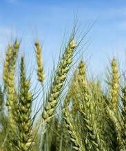 صورة “الزراعة” تحدد مواعيد زراعة القمح