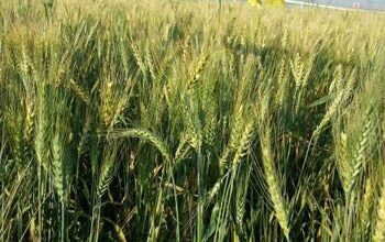 صورة “الزراعة ” تعلن عن الشروط والالتزامات بالمقننات السمادية لمحصول القمح
