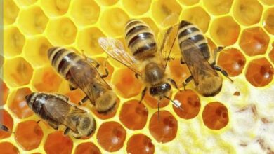 صورة “البحوث الزراعية” تحذر من تأثير التغيرات المناخية على النحل وانتاج العسل