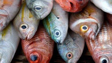 صورة 7 أنواع من الأسماك سامة وخطيرة محظور تناولها ..تعرف عليها