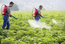 صورة عاجل..  “الحكومة ” تكشف حقيقة تداول مبيدات محظورة في الاسواق