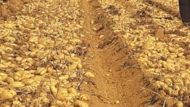 صورة “الزراعة”: 642 ألف فدان خالية من العفن البني في البطاطس