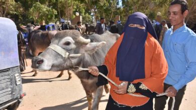 صورة مشروع الإستثمارات الزراعية ” سيل” يوزع 35 رأس ماشية مجانا للسيدات