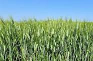 صورة “الزراعة ” تكشف عن خطة تحقيق الاكتفاء الذاتي من القمح بنسبة 65%