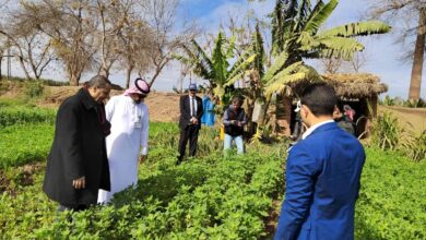 صورة تفاصيل زيارة وفد وزارة الزراعة السعودية لحقول محصول  الكينوا في مصر(صور)