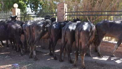 صورة 25%دواب.. ” الزراعة” : 20 مليون رأس ماشية حصر الثروة الحيوانية في مصر
