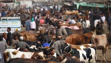 صورة  الفلاحين:  إرتفاع اسعار اللحوم الحيه بنسبة 100% خلال عام