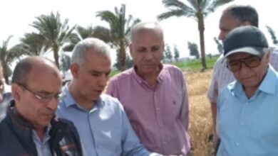 صورة “البحوث الزراعية” : إنتاج سلالات جديدة من الدواجن البلدية” طنطا 1″ عالية الانتاجية