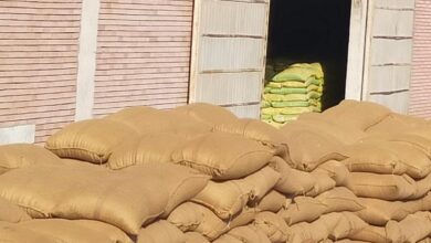 صورة غرفة صناعة الحبوب :ارتفاع معدلات توريد القمح المحلي لأكثر من  3،6 مليون  طن