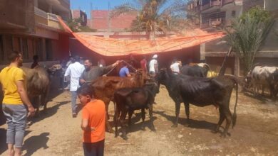 صورة الزراعة : علاج وفحص  8000 رأس ماشية مجانا لصغار المربين بمحافظة الفيوم