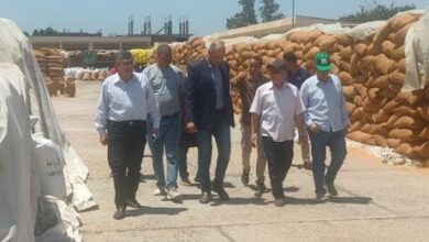 صورة رئيس مركز البحوث الزراعية يتفقد محطات الاعداد والغربلة في جنوب التحرير والنوبارية