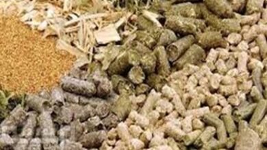صورة النخالة ب11500جنيه.. اسعار الاعلاف في الاسواق