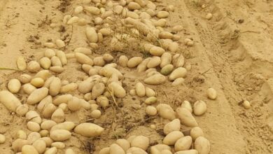 صورة الزراعة :  فحص اكثر من مليون طن من البطاطس لتصديرها للخارج
