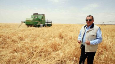 صورة “الريف المصرى ” تبدأ تسليم أسمدة مدعمة لصغار المزارعين الجادين من منتفعى مشروع الـ ١.٥ مليون فدان