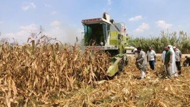 صورة الزراعة: بدء حصاد 153 الف فدان ذرة تابعة لقطاع استصلاح الأراضي