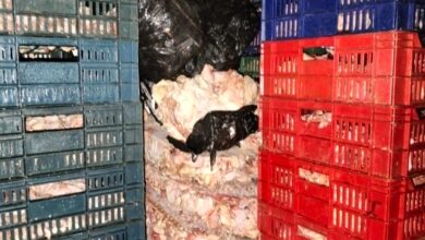 صورة محافظة الجيزة: ضبط ١٠.٥ طن مصنعات لحوم ودواجن غير فاسدة(صور)